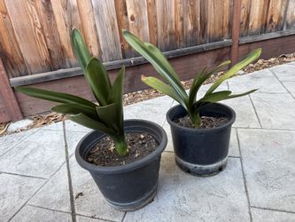 Bush Lily Plant In 5 Gallon Pot 君子兰