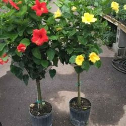 Hibiscus  Tree  Standard  7gal Arboles  De  Hibiscus  En 7gal