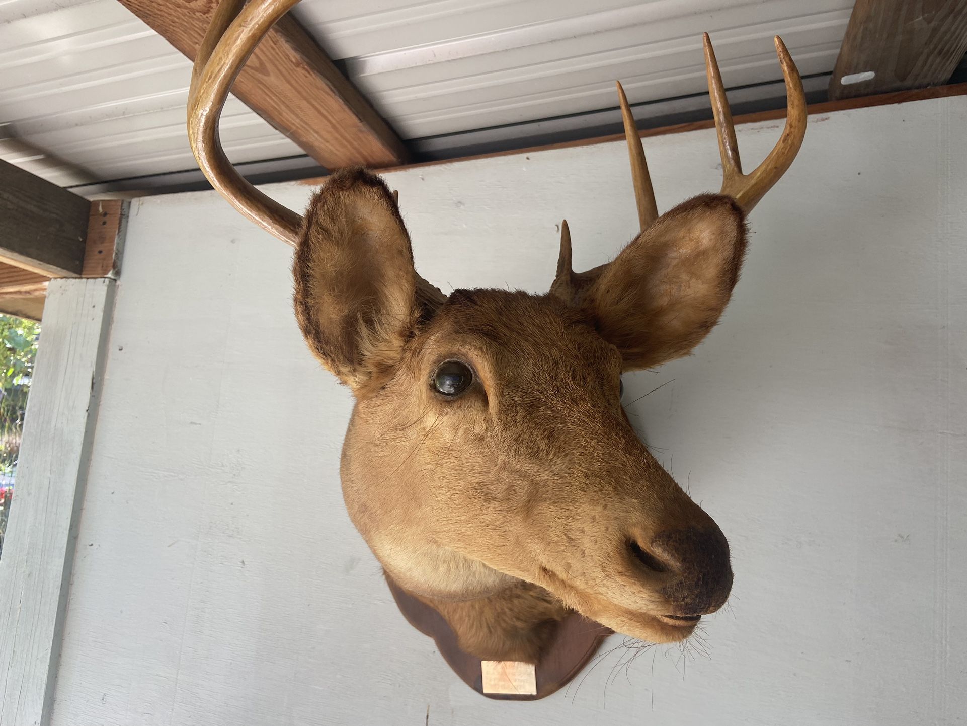 Wall Mounted Deer Head