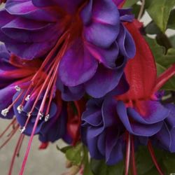 8” Voodoo Fucshia Plant