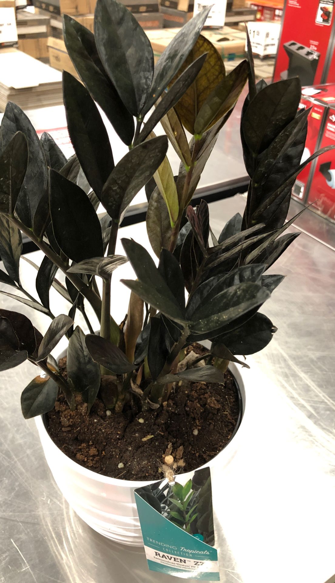 Raven Zz Plant In 6 Pot Includes Decorative Pot For Sale In Las Vegas Nv Offerup