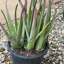 aloe vera Plant