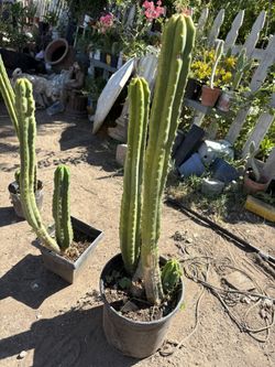Canary Island Spurge 