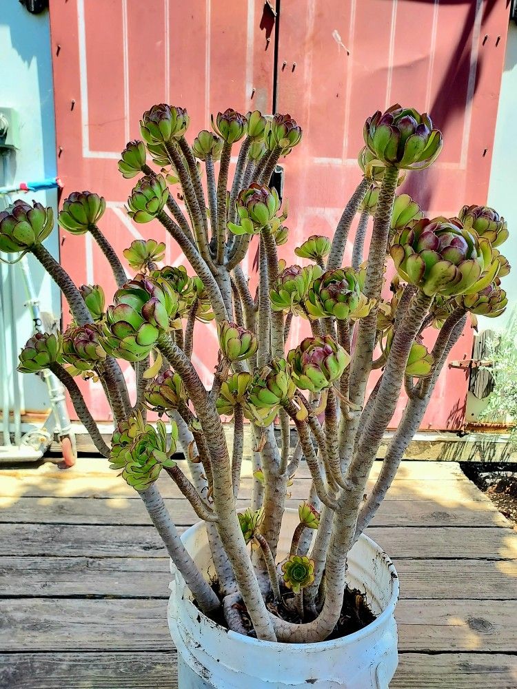 Big Mature Succulent: Tree Aeonium