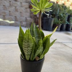 Mini Sanseveria/Snake plants- Two Are Variegated And Succulent