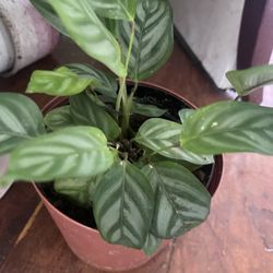 Plant For Inside House