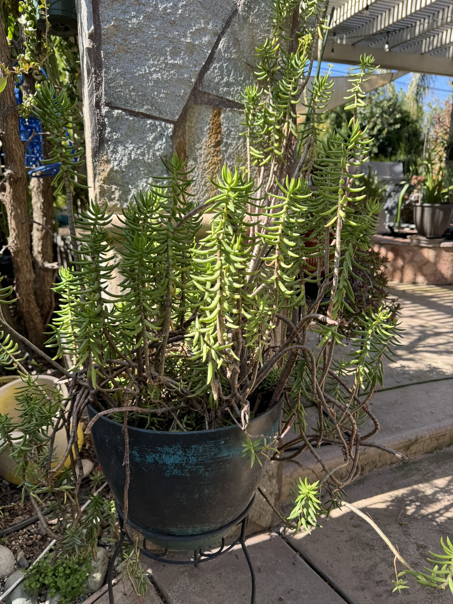 Succulents &  Cactus In Ceramic Pot