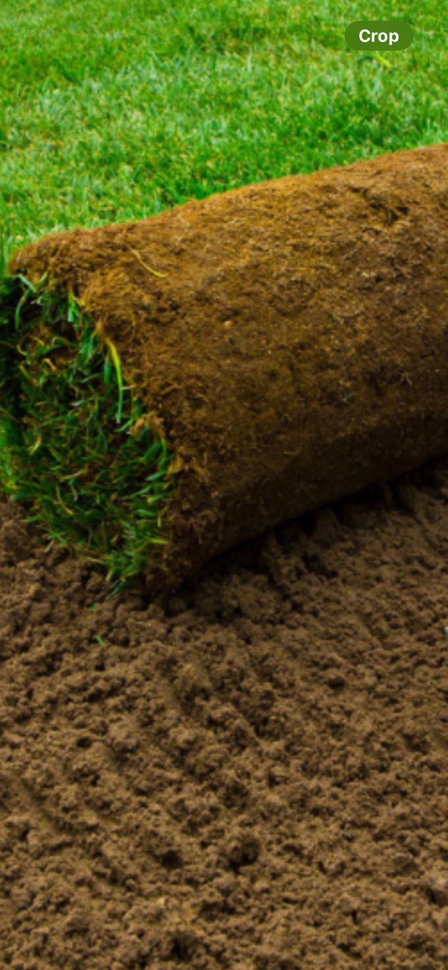 Fresh Sod