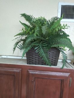 Ferns