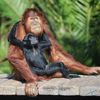 Animallover6