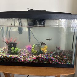 20 Gallon Fish Tank