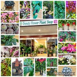 Trendy Flower Plant Shop, Plants/ Orchids Nursery Starting $7.99 Up