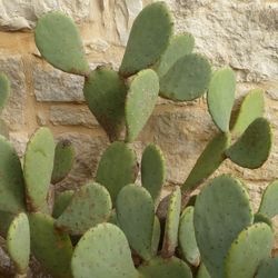 Prickly Pear Cactus Cuttings