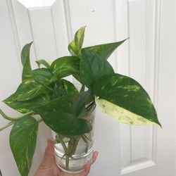 Beautiful Golden Pothos Plant CUTTINGS With Vase