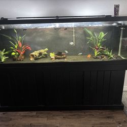 155 Gallon Fish Tank With Stand Filter And Fish Included
