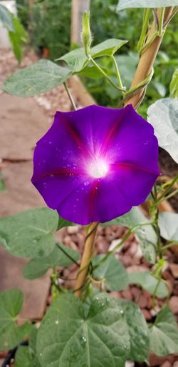 Morning Gloria plant