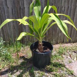 Potted Plant 