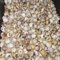 Quail Eggs And Quails 
