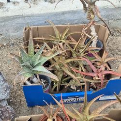 1  PINT  RED SUCCULENT  ALOE  $ 20  FOR   2   WHOLE  BOX   ☆☆☆  32 PIECES  TOTAL  IN  BOTH  BOXES  ☆☆☆