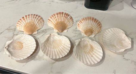 pearlescent white scallop seashell