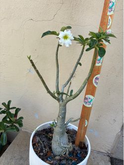 Beautiful white desert rose live plant big