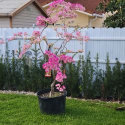 Bougainvillea 