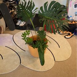 Big Monster Philodendron 