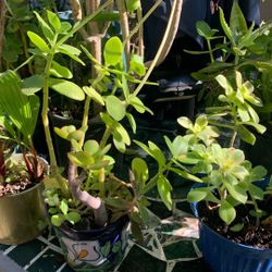 Outdoor Plants 