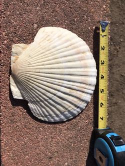 Ocean Sea Shell. Natural. Good condition.