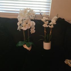 White Flowers