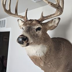 Deer Wall Mount 10 Point