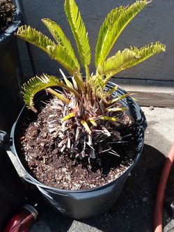 Zego Palm