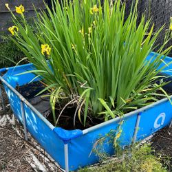 Avenli Rectangular Stock Rank Koi Pond  Swimming Pool, Rustproof Steel Frame  PVC Lining, Blue