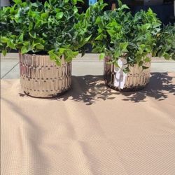 Decor Plants