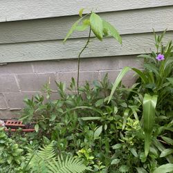 Avocado Plant 