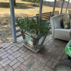 Sego Palm 