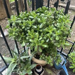 Jade Tree 