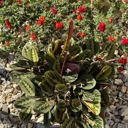 ♥️SUPER HEALTHY,FULL🌿//PRAYER PLANT♥️PLS READ DESCRIPTION)