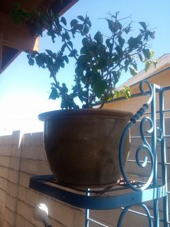 Plants and planters
