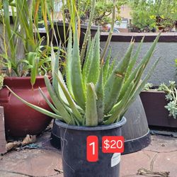 Aloe Vera plant in 3 gallon pot