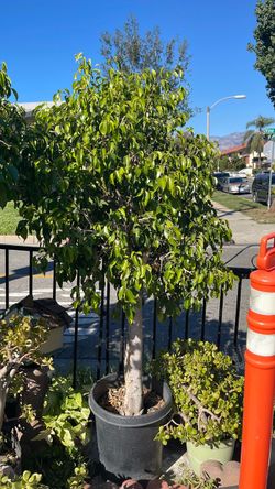 Weeping Fig (Ficus benjamina), also commonly known as a benjamin fig or ficus tree.