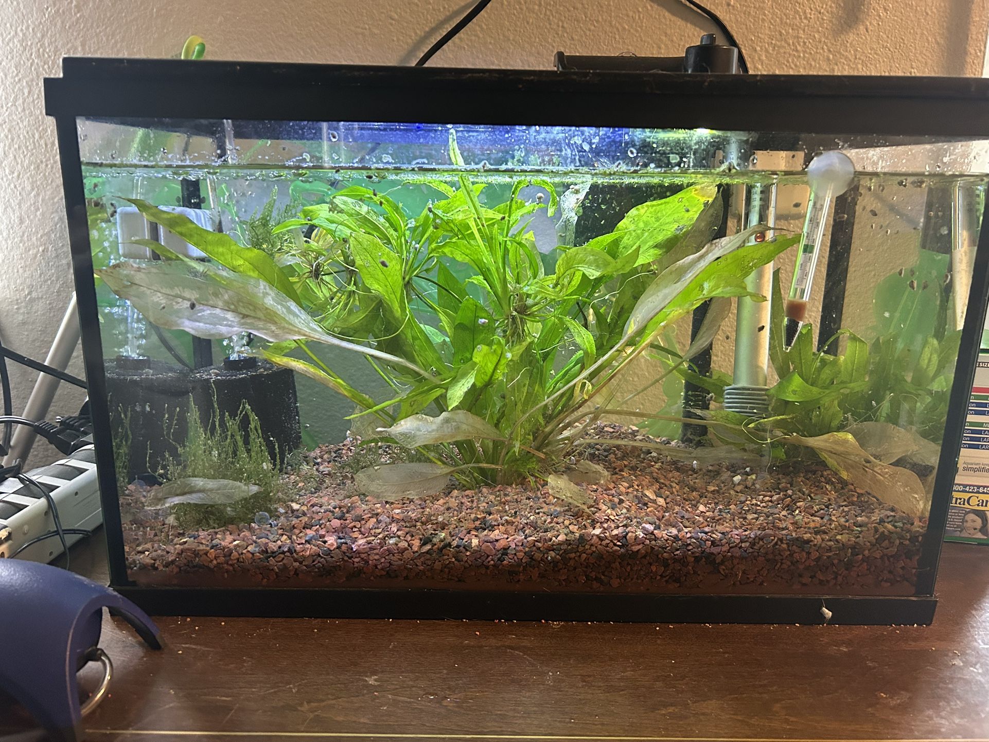 Fish Tank 10 Gallon