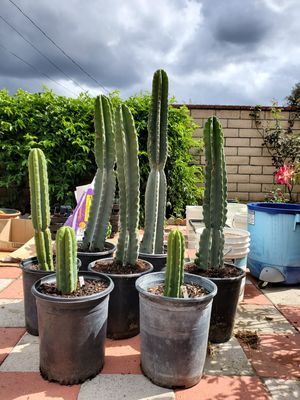Photo Fully Rooted Apple Cerus and San Pedro Cactus