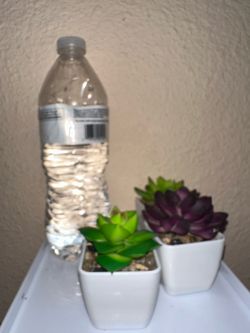 Mini Succulent Plants in White Pots Set of 3