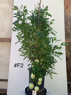 #F2- Pepino Melon Plant 人参果樹