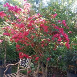 Bugambilias 15 Galones 