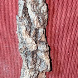 Found This Very Interesting Piece Of Bark But I Believe It Has Some Kind Of Metallic Some Kind Of Metal On The Inside Think It's A Soldier