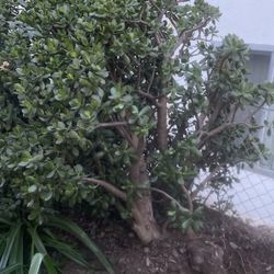 Large Jade Plant 4 Feet x 5 Feet
