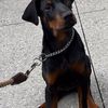KnlKennels