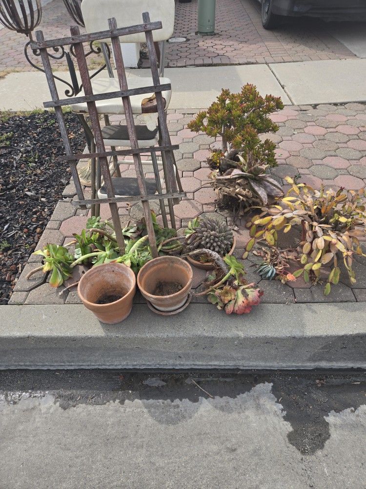 Free Items Plants & Headboard queen Or Full